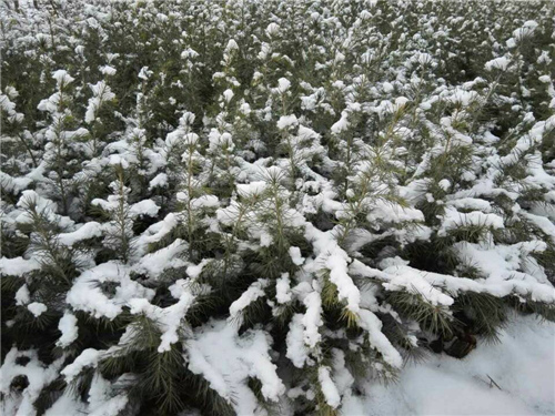 雪松|陜西雪松|西安雪松-陜西瑞景園林綠化有限公司