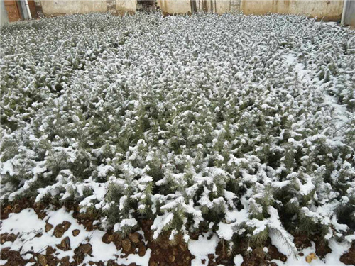 陜西雪松銷售